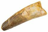 Fossil Spinosaurus Tooth - Real Dinosaur Tooth #305767-1